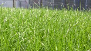 Getting To Know 5 Benefits Of Belulang Grass For Health, What Are?