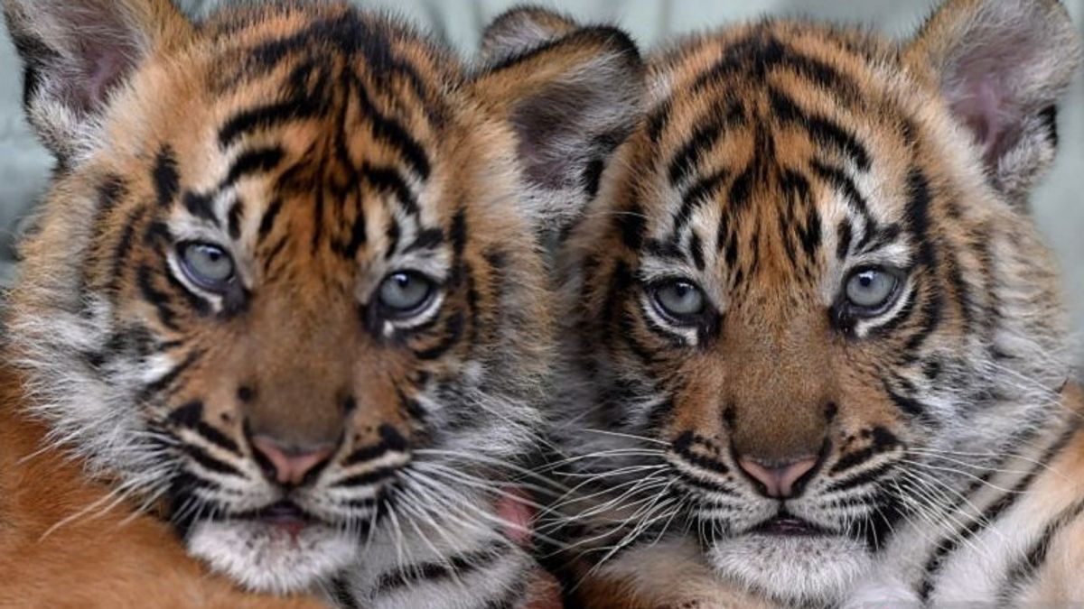 Bobby Nasution : Le zoo n’a pas élevé de tigres
