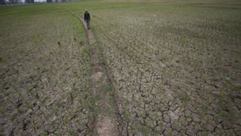 BMKG Remembers The Threat Of Harvest Failure And Forest And Forest And Land Fire Imbas El Nino