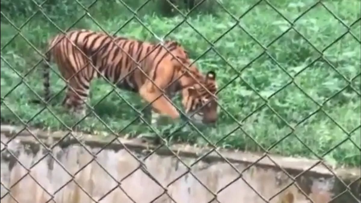 Thin Sumatran Tiger Viral At Medan Zoo, This Is BBKSDA's Explanation