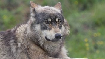 連邦判事、ドナルド・トランプ政権の決定を取り消し、灰色のオオカミ保護を回復