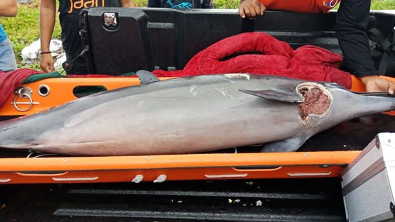 Dozens Of Dolphins Stranded On Batu Tumpeng Beach, Klungkung, Bali