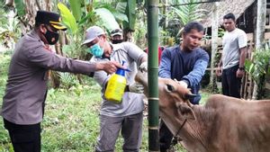 Sebanyak 1.024 Hewan Ternak di Aceh Barat Terjangkit Penyakit Mulut dan Kuku
