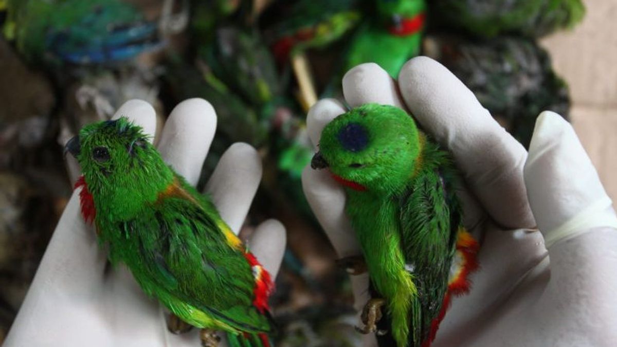 BBKP Surabaya Gagalkan Penyelundupan Ribuan Ekor Burung Asal Kalimantan