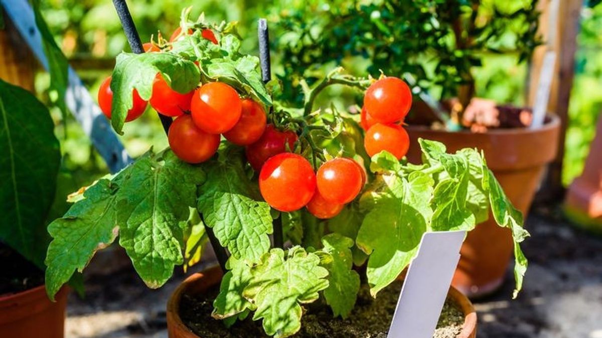 Best Types Of Land To Plant Tomatoes Instead In Volcano Areas