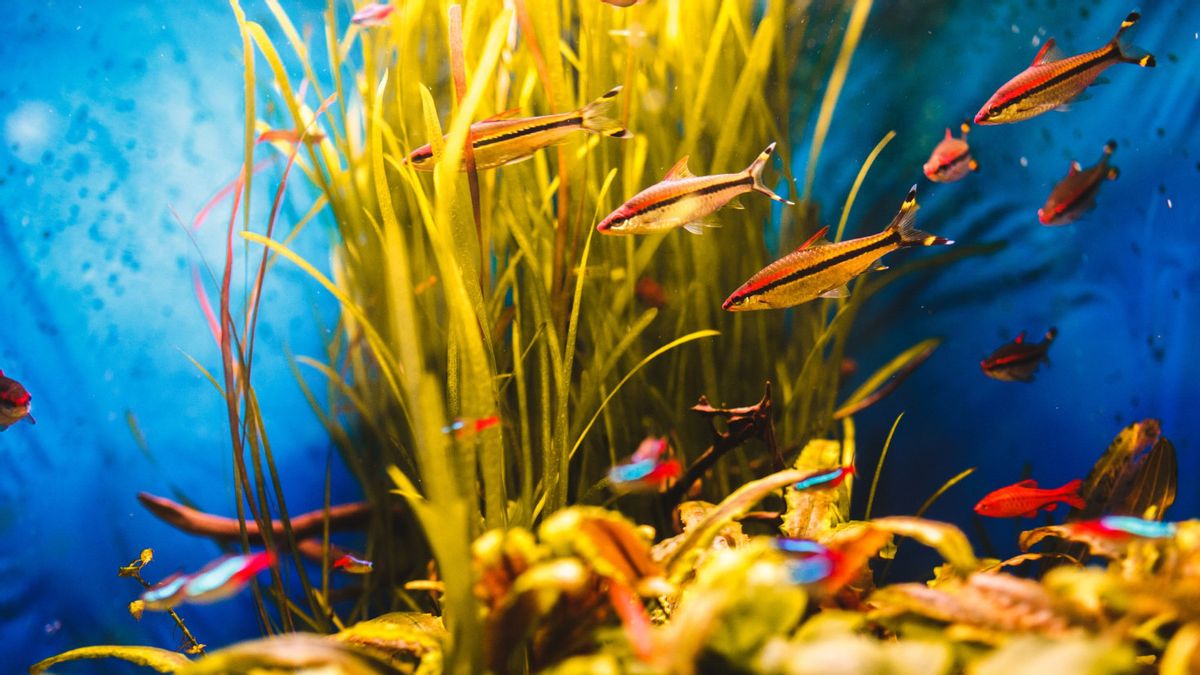 Here Are 5 Types of Pet Fish for Beginners That Easy To Maintain