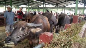 11 Ternak Terpapar PMK, 2 Pasar Hewan di Kudus Ditutup