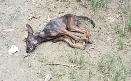 1 Warga Kabupaten TTS Tewas Akibat Rabies, Pemkot Kupang Bergerak Dirikan Posko Skrining di Perbatasan