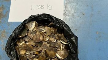 1.38公斤的犀牛角贸易在Kalbar，来自Jatim的肇事者在社交媒体上寻找信息