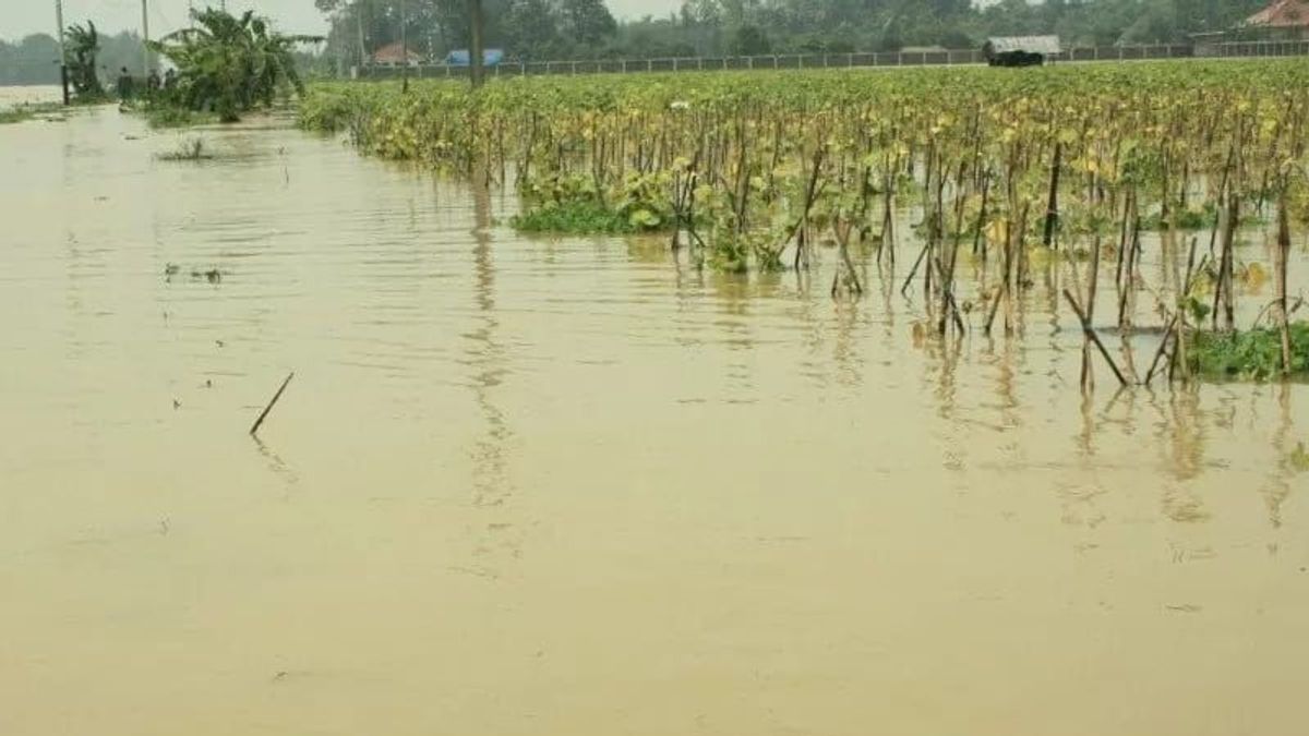 Banjir Merendam Ratusan Hektare Sawah di OKU Timur, Tanaman Padi Membusuk