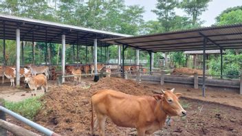 販売中の非生産的なヤギと牛、トレンガレク畜産サービスは特別なガレカン牛を維持しています