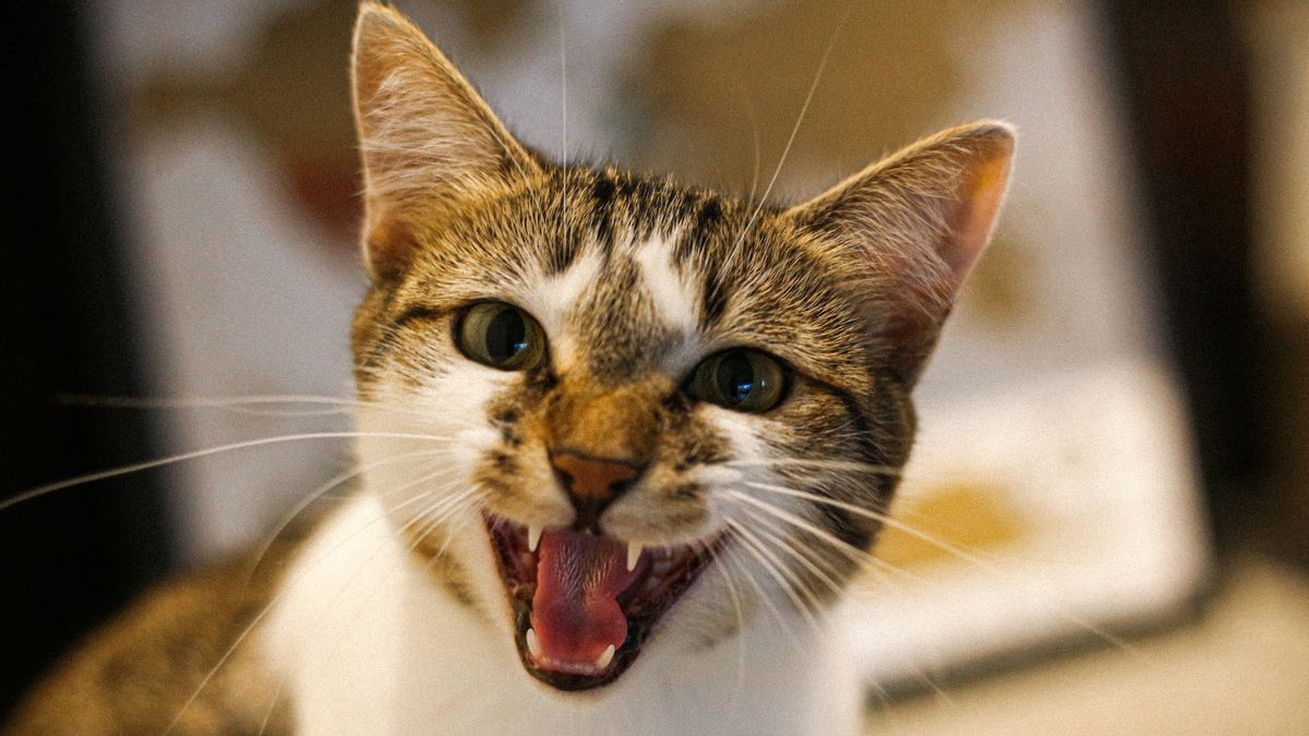 5 Penyebab Kenapa Kucing Mengeong Terus Padahal Sudah Diberi Makan