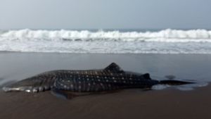 A Tutul Shark Was Found Stranded On The South Coast Of Jember