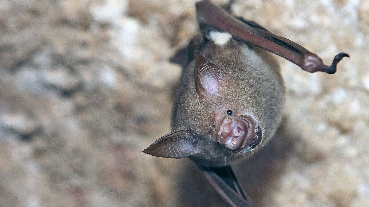 中国研究人员在蝙蝠中发现24个新的冠状病毒基因组