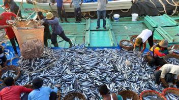 Nilai Transaksi Lelang Tangkapan Ikan di Lebak Tembus Rp300 Miliar
