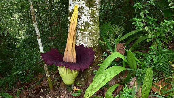 نوعان من زهور لانكا المتوطنة سومطرة ميكار في أغام ريجنسي