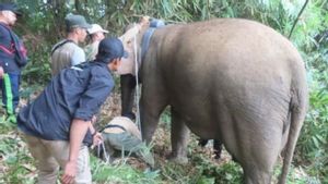 GPS Collar Pelacak Posisi Sudah Terpasang pada Kawanan Gajah Liar di Lampung Barat