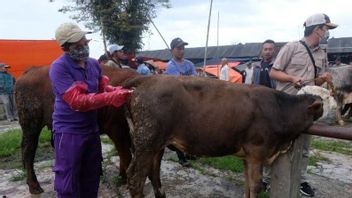 Temanggung的149头奶牛感染了口蹄疫