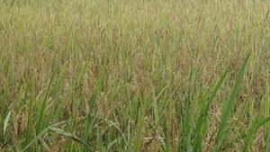BPS Catat Produksi Beras Petani di Babel Turun 17,02 Persen