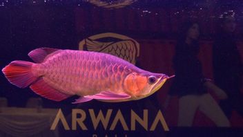 KKP Gelar Kontes Ikan Hias Arwana di Bali 