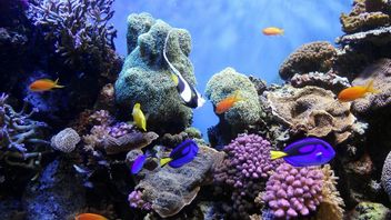 Les Chercheurs De Wow Sont En Mesure De Compléter La Première Carte Détaillée Des Récifs Coralliens Du Monde