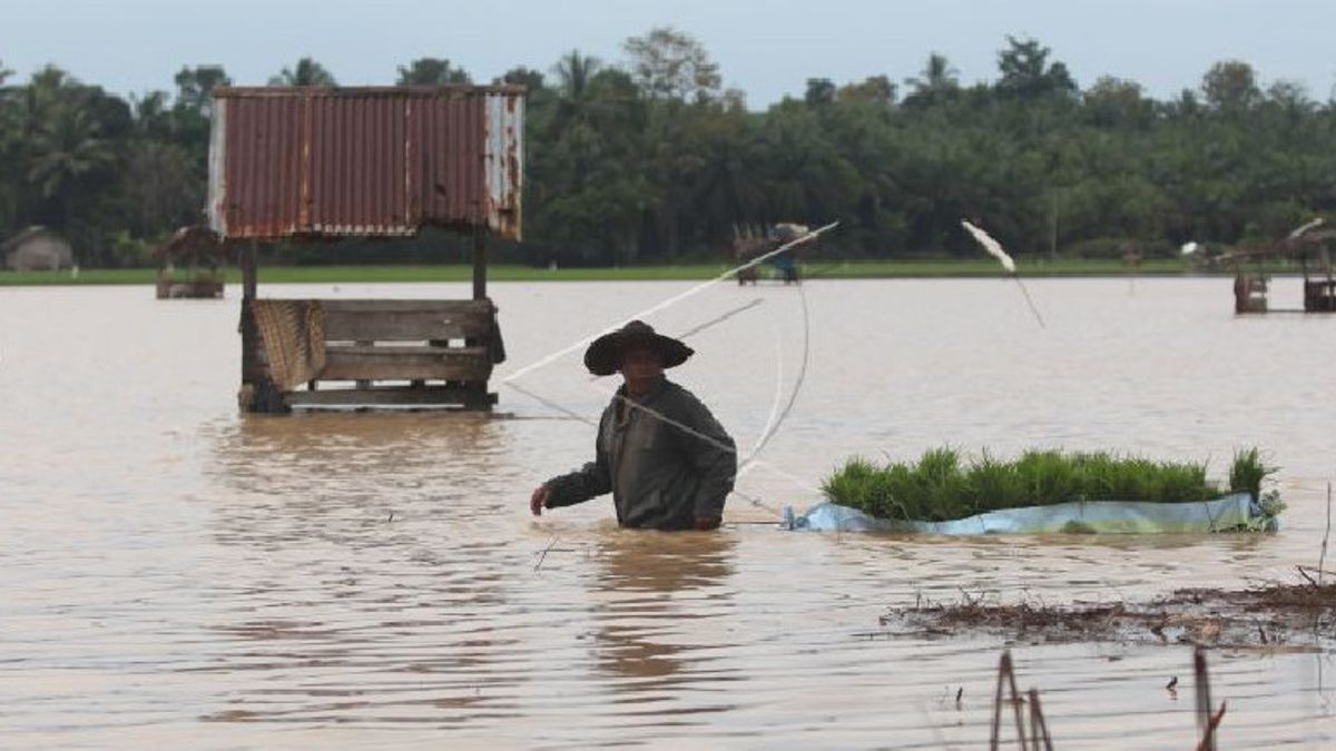 Ribuan Hektare Lahan Persawahan Padi di Aceh Terdampak Banjir