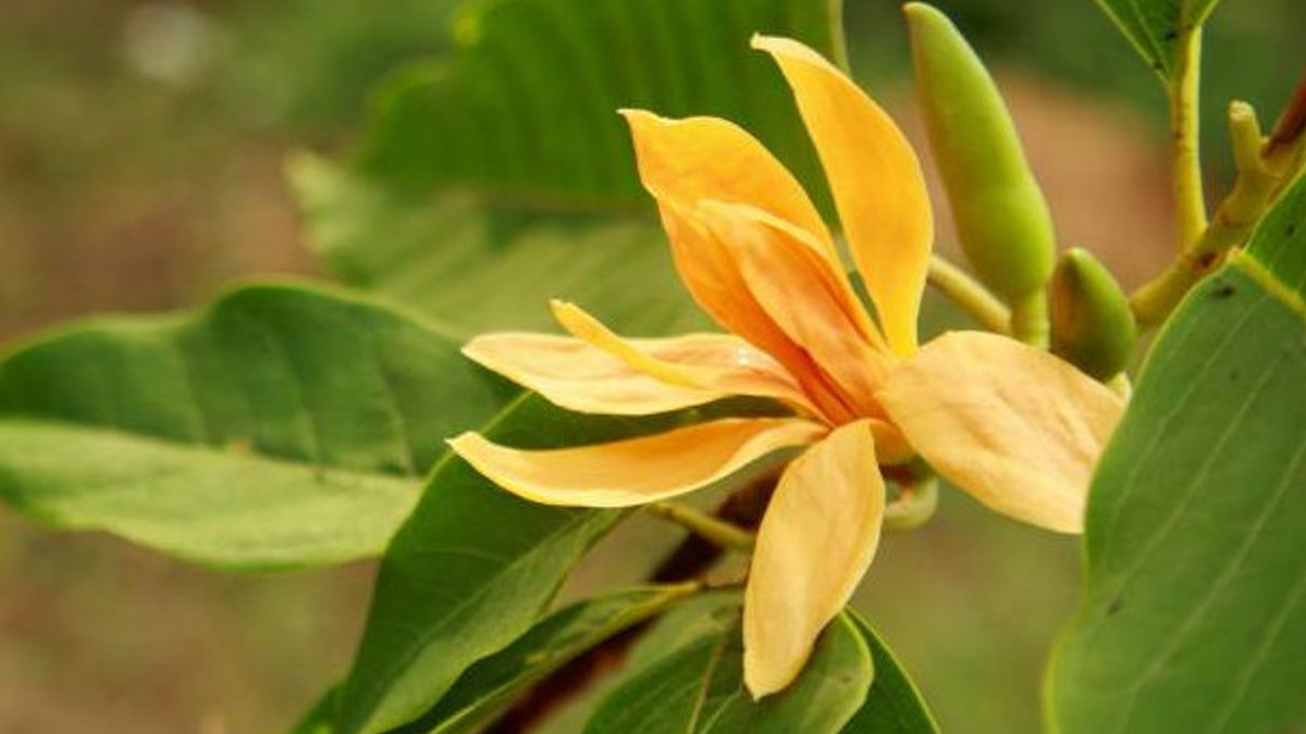 The Benefits Of The Cempaka Flower For Health, Can Drug The Radang Gusi