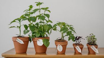 Rows Of Plants That Can Make The Kitchen Look More Lively