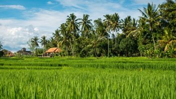 Singapour - Cambodge s'entend sur le riz, la sécurité alimentaire est de plus en plus préservée