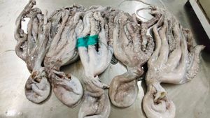 Adding New Market Shares, PT Perikanan Indonesia Exports Octopus To Vietnam