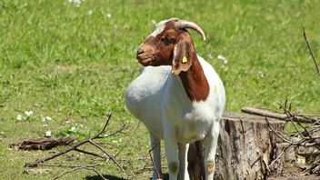 How Long Does a Goat Get Pregnant? Know the Gestation Period Including Signs