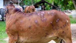 Ahead Of Eid Al-Adha, This Is Ministry Of Agriculture's Step To Beware Of Outbreaks Of Skin Diseases In Cows