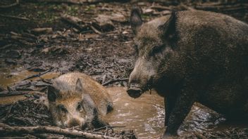 الخنازير البرية هي الجهات الفاعلة الرئيسية لتغير المناخ، وهنا لماذا