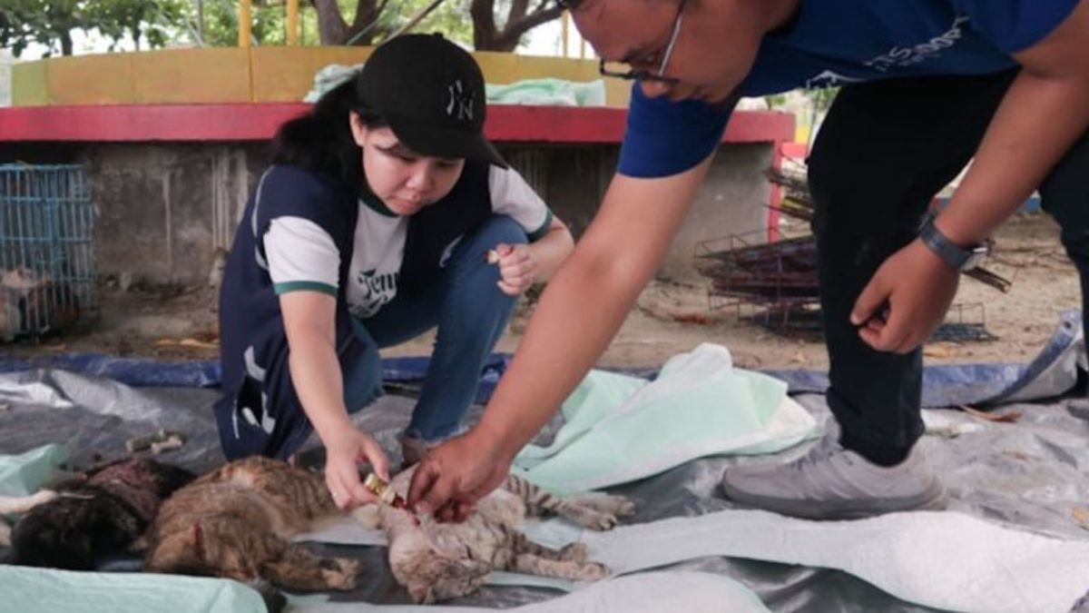 Pramono Anung Tanggapi Kritik Pulau Kucing: Kalau Tak Make Sense, Tak Akan Dipaksakan