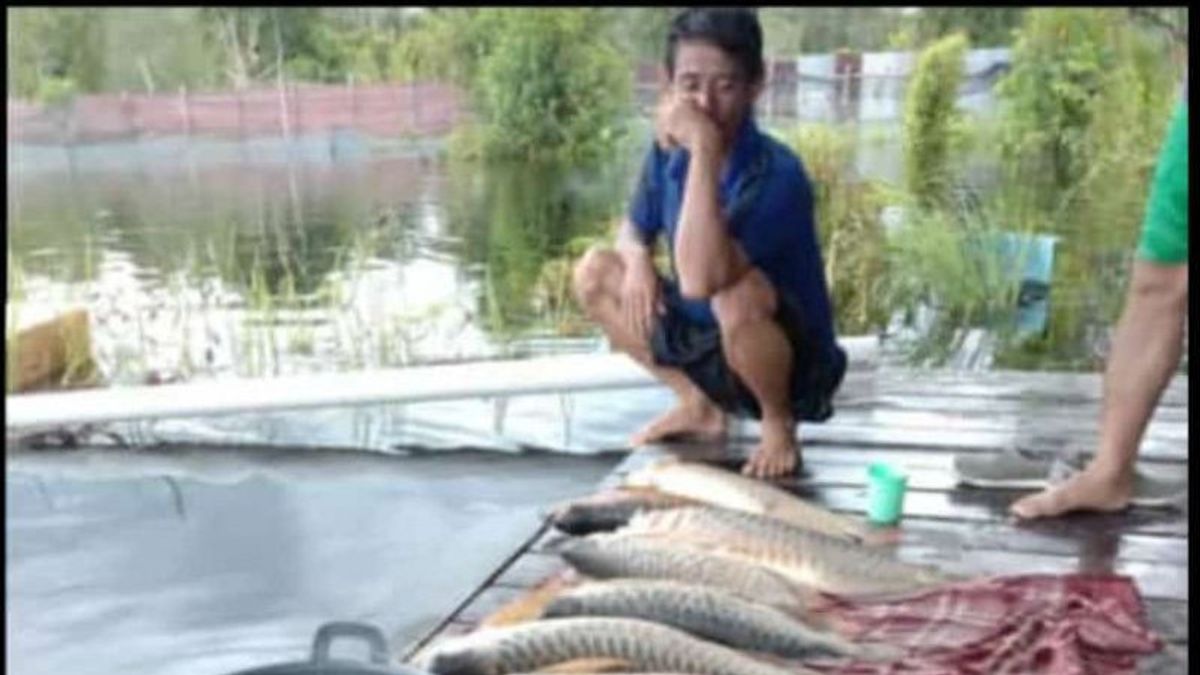 200 Poissons Arwana De Compagnie Sont Morts à Cause Des Inondations à Kapuas Hulu