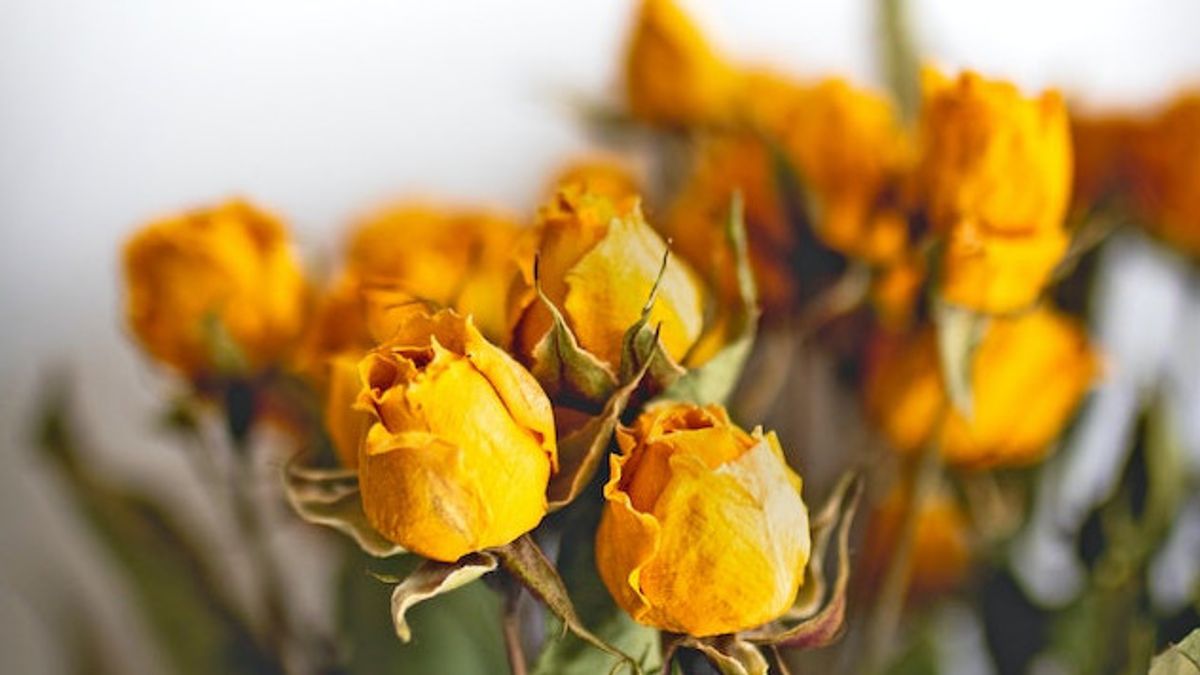 5 Cara Membuat Bunga Kering, Mudah dan Praktis