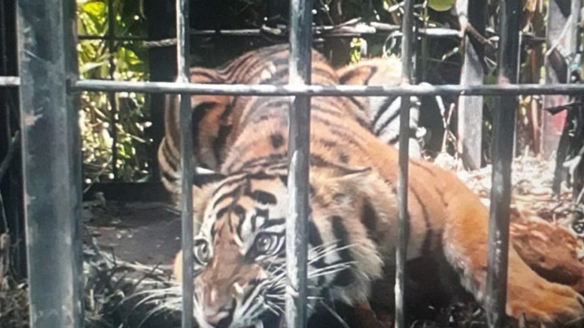West Sumatra BKSDA Saves Sumatran Tigers In West Pasaman