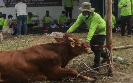 Meningkat 7.149, Total Pemotongan Hewan Kurban Iduladha 2022 di Sleman 24.825 Ekor