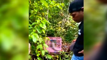 受保护动物保护工作,BKSDA在东科塔瓦林金森林释放Trenggiling