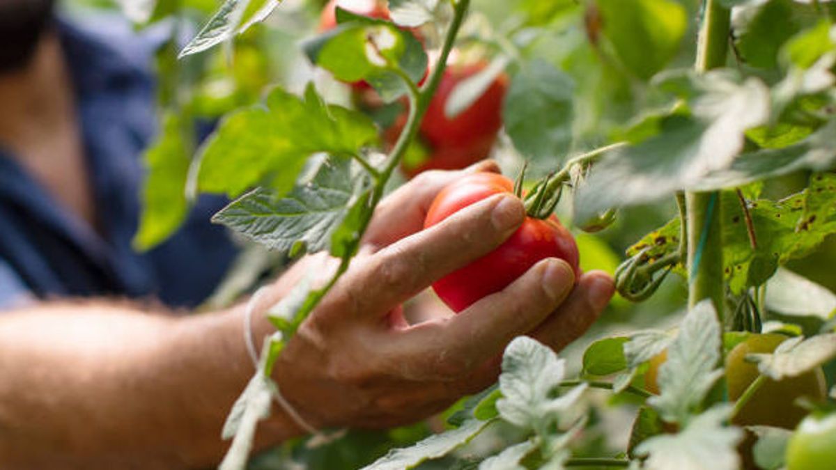 トマト植物の葉は白い斑点を現しますが、それはどういう意味ですか?