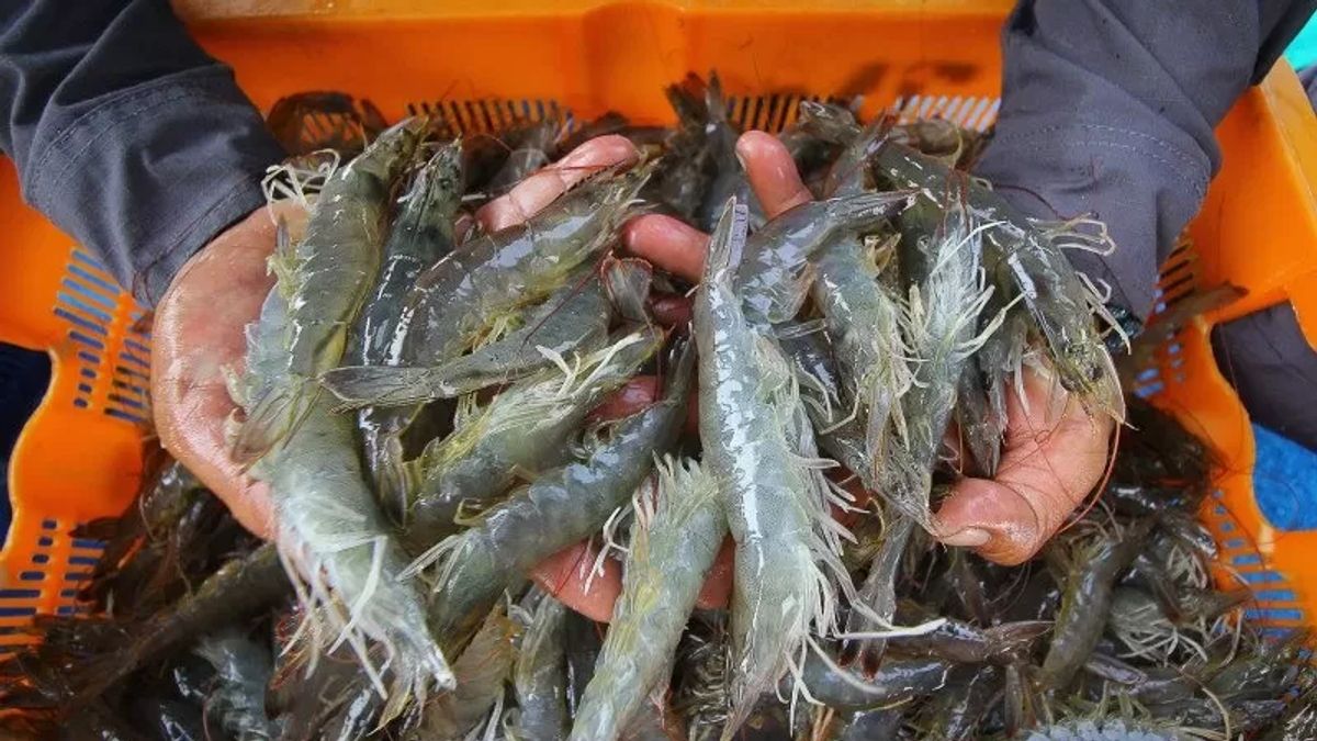 印尼虾产量仍然被认为是低的,Trenggono 解释了原因