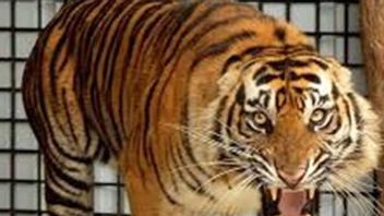 Harimau Sumatra Masuk Kamp Pekerja di Pelalawan