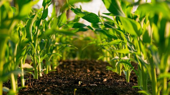 Dengan Bahan Alami, Begini 5 Cara Menyuburkan Tanah di Kebun Sekitar Rumah