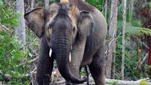 Berita Alam: Tim BKSDA Jambi Sukses Radio Tracking Gajah Sumatera