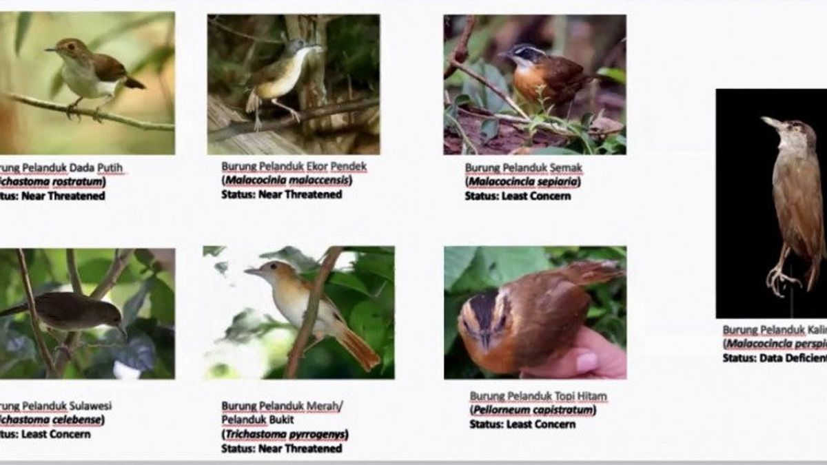 Bornéo Duckbird Retrouvé Après 172 Ans De Disparition