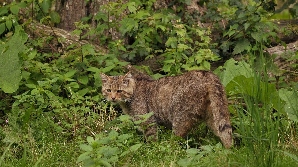 欧洲野猫在200年后重返英国森林