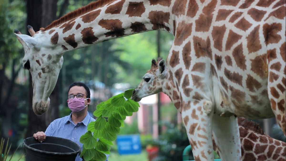 Anies Baswedan Beri Nama Anak Jerapah Ragunan Julang dalam Memori Hari Ini, 12 April 2020