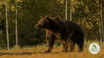 狩猟許可証を乱用し、オーストリアの王子は保護された巨大なクマを射殺したと言われている