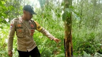 مسؤولون مشتركون يحققون في تقارير عن تدمير نباتات القرنفل للسكان في جزيرة هاروكو في مالوكو