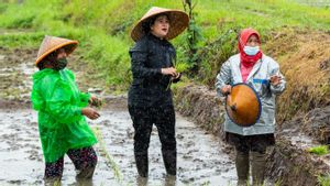 Hujan Deras, Puan Maharani <i>Nyemplung</i> ke Sawah Tanam Padi di Yogya